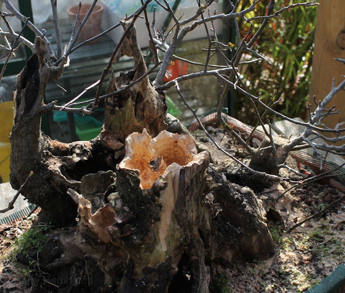Crab Apple Bonsai Carving and Styling